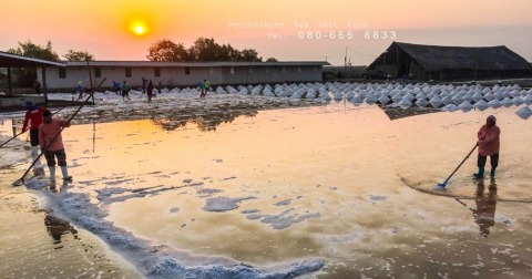 เกลือ สมุทรสาคร 